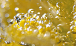 018 -  rose die atmet